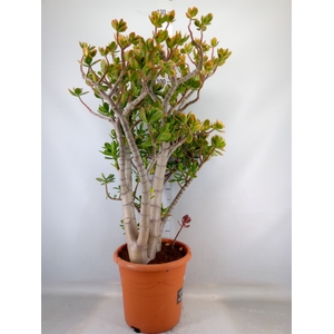 Crassula ovata 'Sunset'