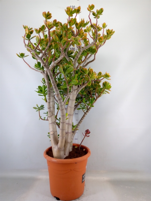 <h4>Crassula ovata 'Sunset'</h4>