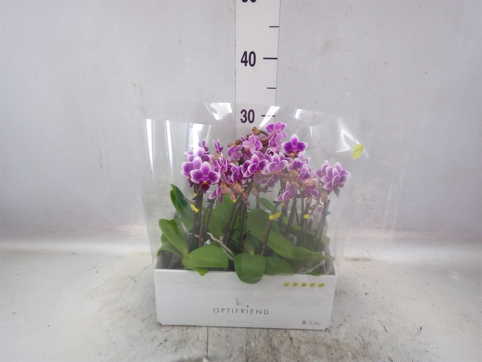 <h4>Phalaenopsis multi.   ...lilac</h4>