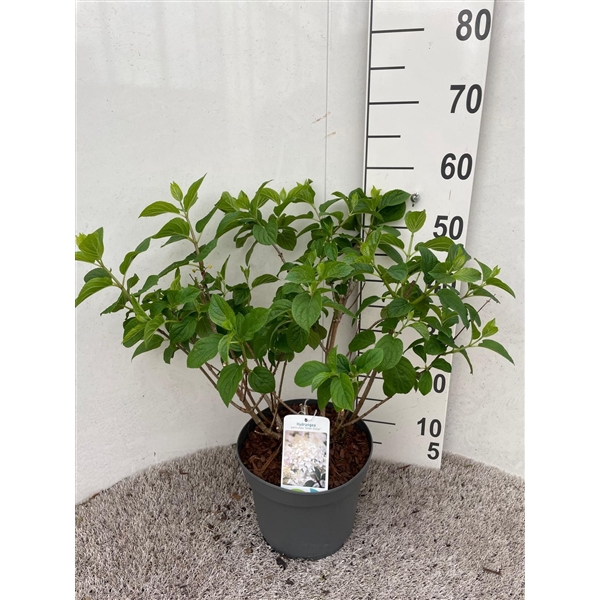 <h4>Hydrangea pan. Silver Dollar 40-50 P23</h4>