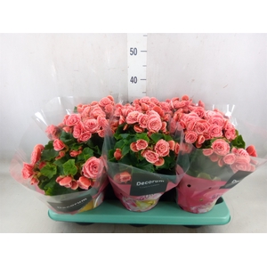 Begonia elat. DU 'Borias'