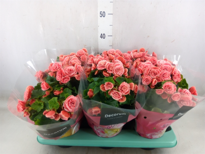 <h4>Begonia elat. DU 'Borias'</h4>