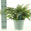 Dryopteris erythrosora