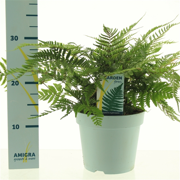 <h4>Dryopteris erythrosora</h4>