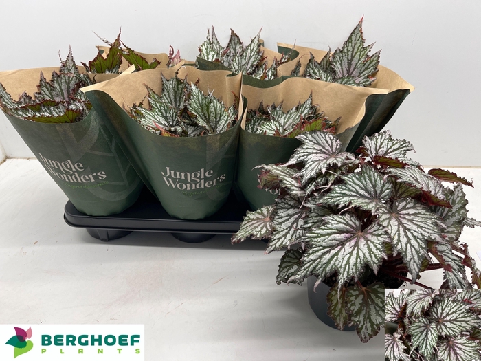 <h4>BEG BLAD OV</h4>