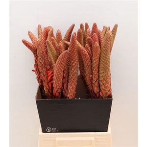 ALOE ARBORESCENS