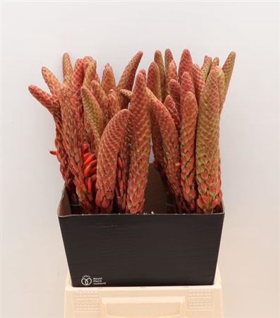 ALOE ARBORESCENS