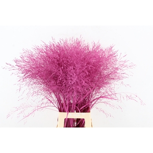 gras panic warrior Pink