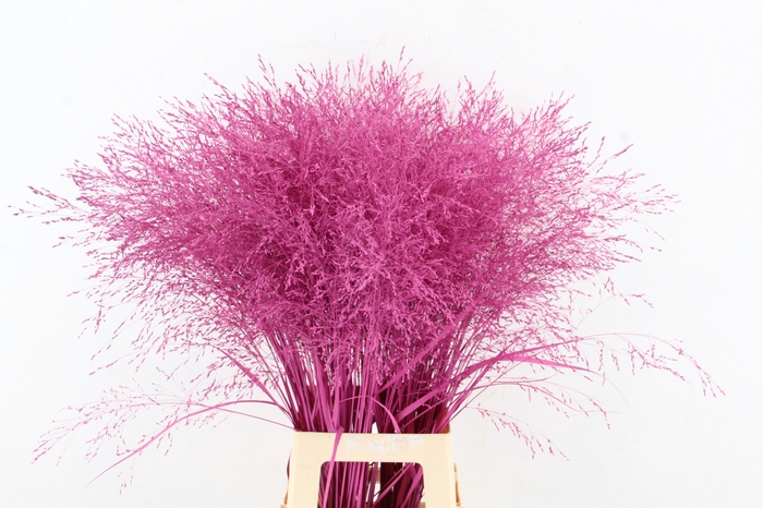 Gras Panic Warrior Antique Pink