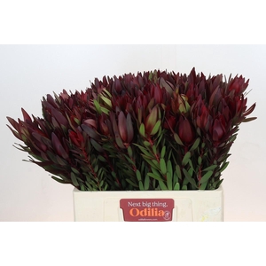 Leucadendron Saf Sunset Dark R.