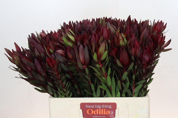 <h4>Leucadendron Saf Sunset Dark R.</h4>