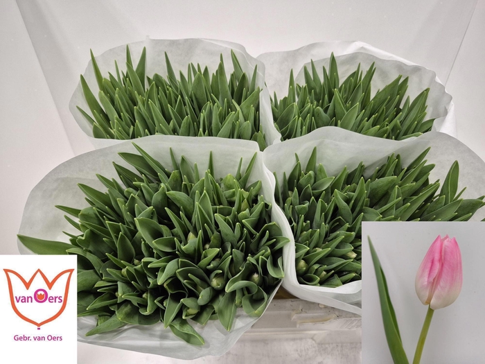 <h4>TU EN FIRST CLASS</h4>