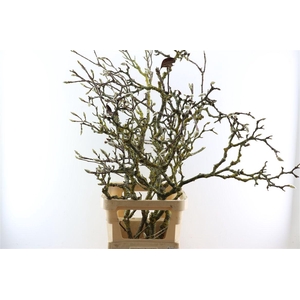 Magnolia Grandiflora Grillig 130cm P Stem X5