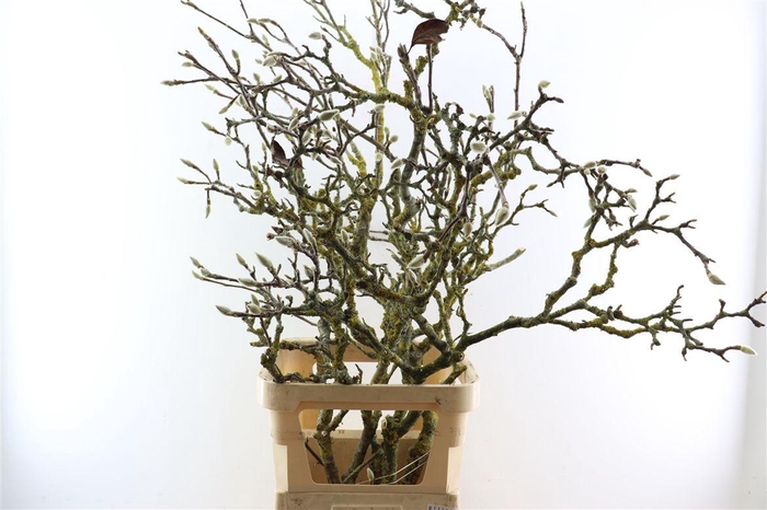 <h4>Magnolia Grandiflora Grillig 130cm P Stem X5</h4>