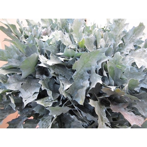Querc Rubra Licht Blauw