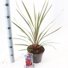 Cordyline