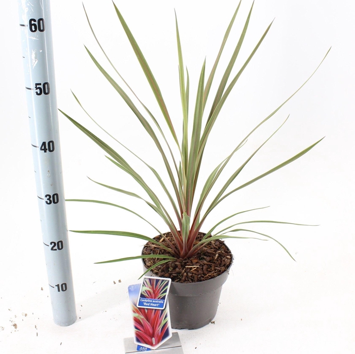 Cordyline