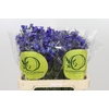 Delphinium Oriental Blue