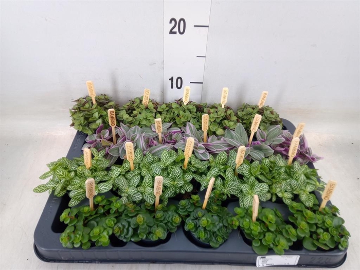 <h4>Planten  ..mix</h4>