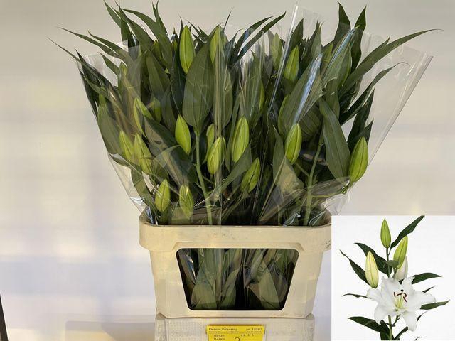 <h4>LI OR SIGNUM</h4>