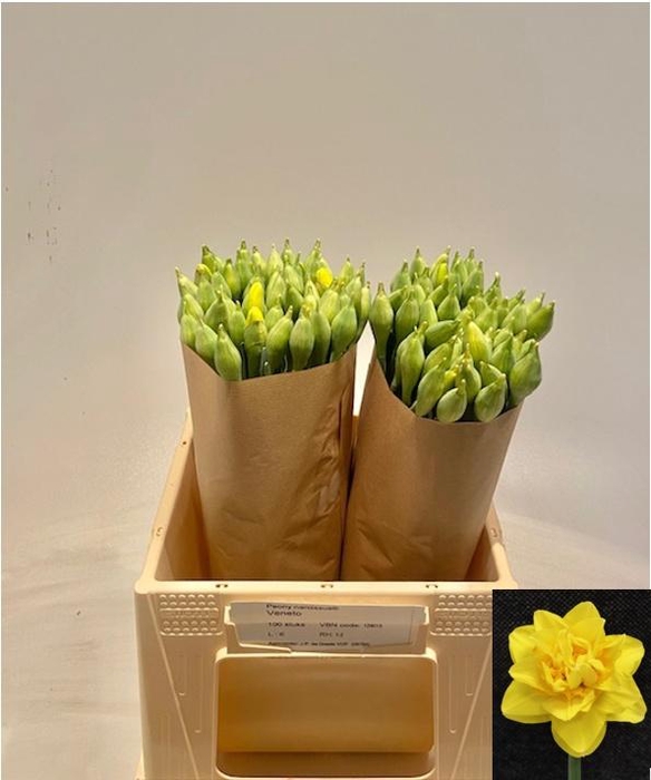 <h4>NARC DU PN VENETO</h4>