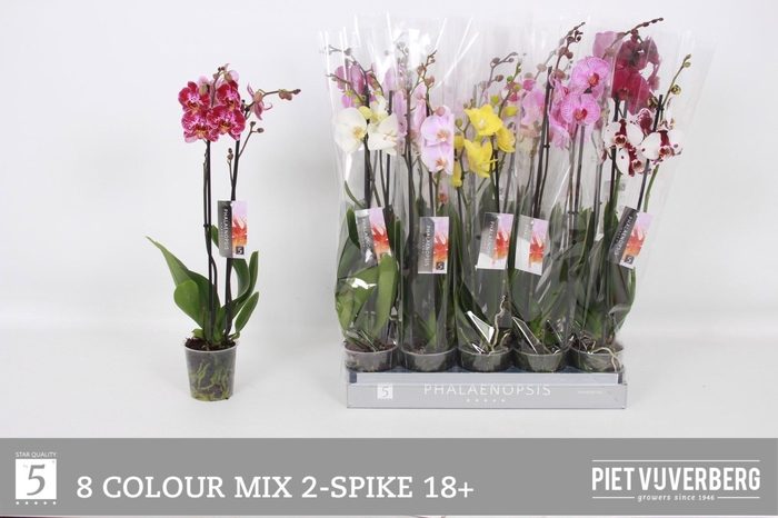 <h4>PHAL GEM 8 KL</h4>