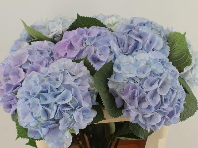 <h4>HYDR M MY HEAVEN BL</h4>