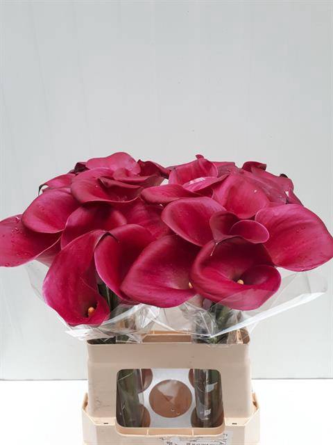 <h4>Zantedeschia sumatra</h4>