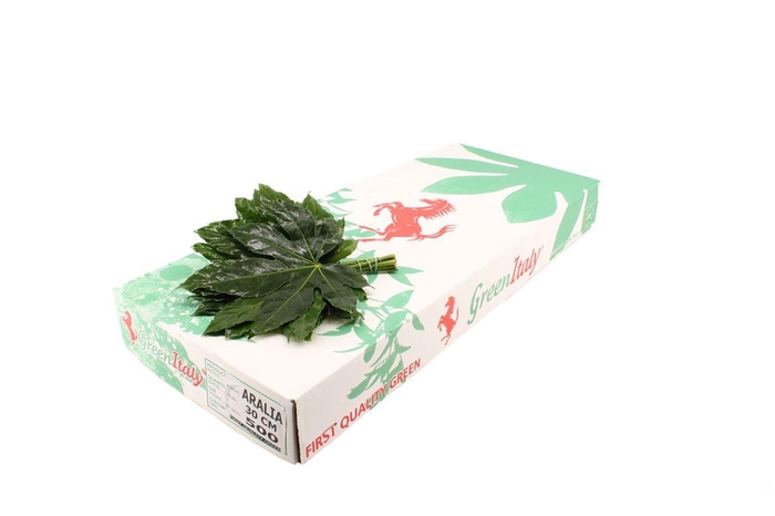 <h4>Aralia Italie Junior</h4>