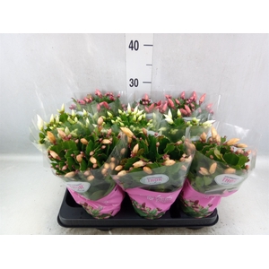 Schlumbergera   ...mix 3