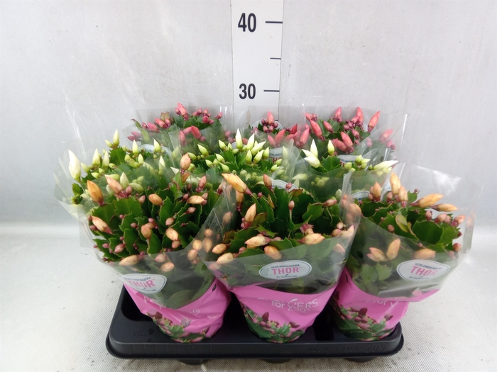 Schlumbergera   ...mix 3