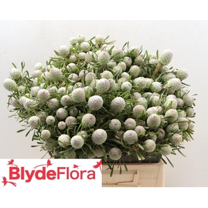 LEUCAD GA AYOBA S PE