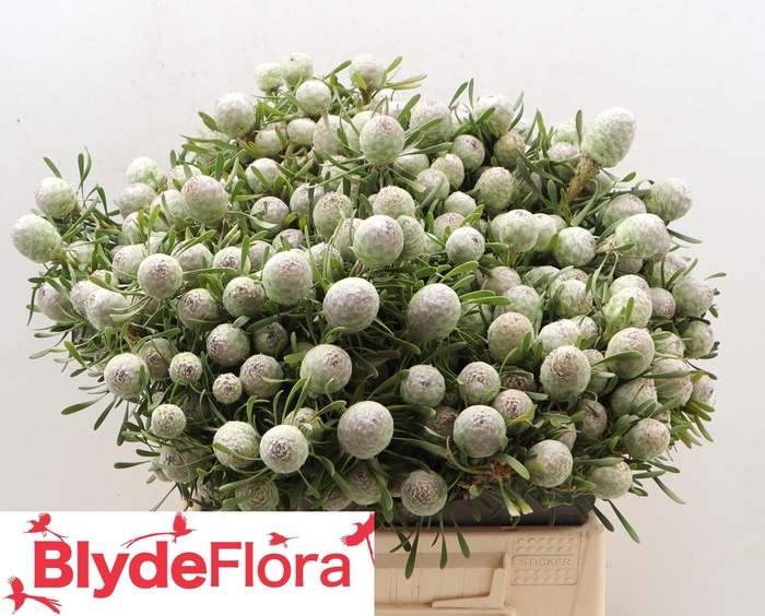 <h4>LEUCAD GA AYOBA S PE</h4>