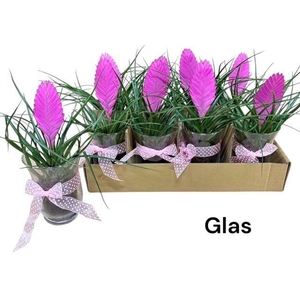 ARR TILLANDSIA