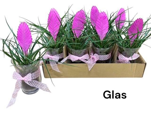 <h4>ARR TILLANDSIA</h4>