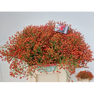 Rosa Autumn Joy Kool