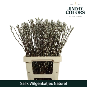 Salix Katjes L70 Naturel