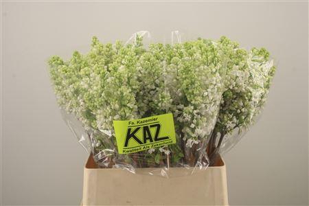 <h4>Syr Stepman White</h4>