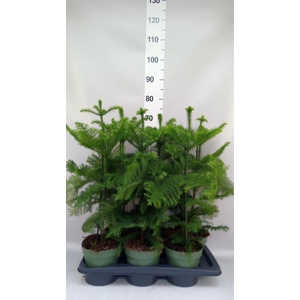 Araucaria heterophylla