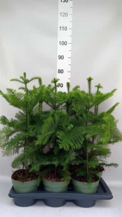 <h4>Araucaria heterophylla</h4>