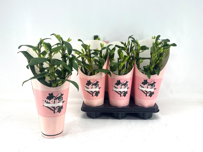 <h4>DENDR N SC APOLLON</h4>