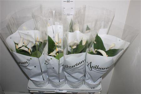 <h4>Anthu Ov Wit 4+</h4>