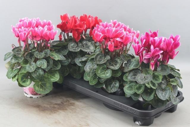 <h4>CYCL GR HALIOS FANT</h4>