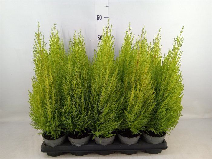 <h4>Cupressus macro. 'Goldcrest Wilma'</h4>