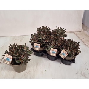 KALANCHOE TOMENTOSA