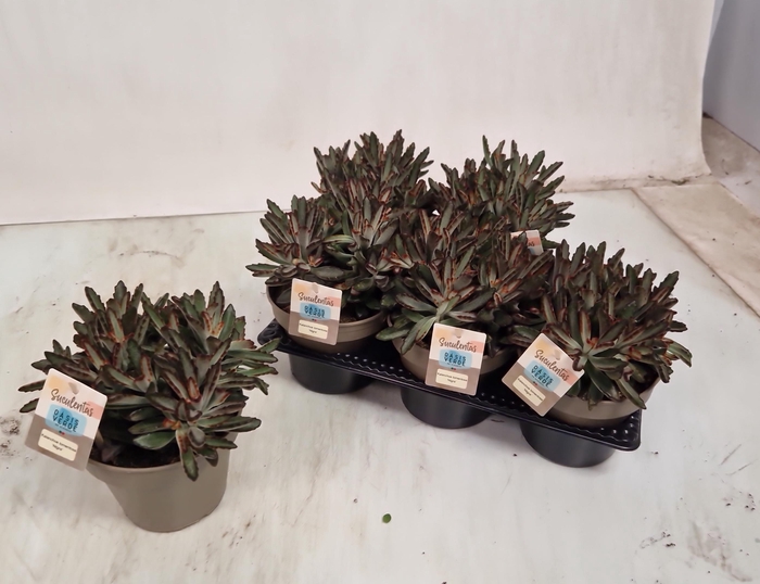 <h4>KALANCHOE TOMENTOSA</h4>