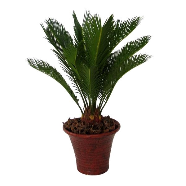<h4>Cycas revoluta</h4>