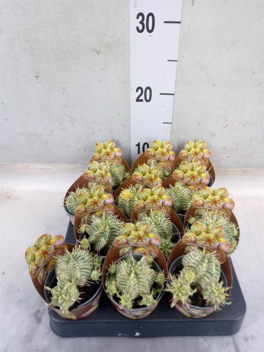 <h4>Euphorbia   ...</h4>