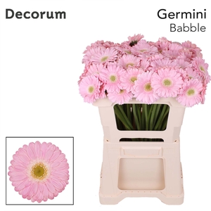 Germini Babble Water x60