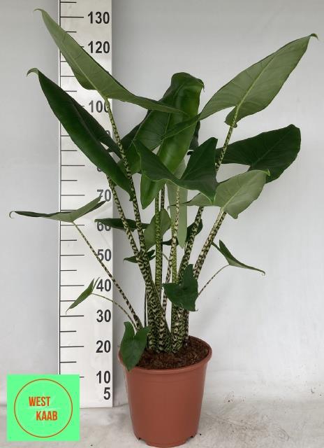 ALOC ZEBRINA